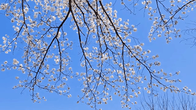 Cherry blossoms against a clear blue sky