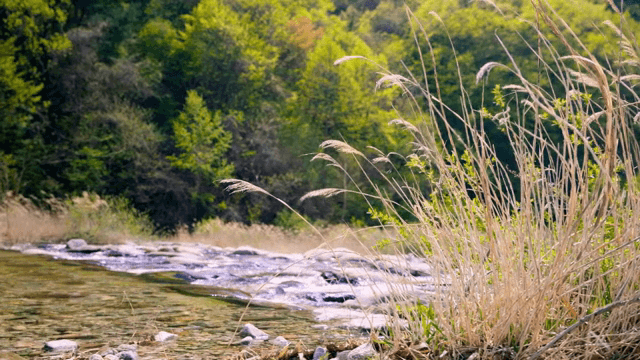푸른 숲을 흐르는 고요한 강