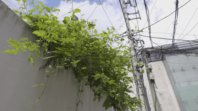 Green vines growing over a concrete wall