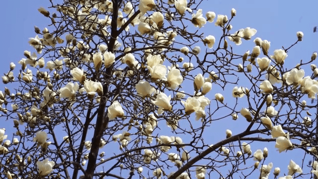 맑은 하늘을 배경으로 한 목련 꽃
