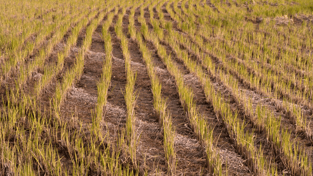 A field of young rice plants in neat rows