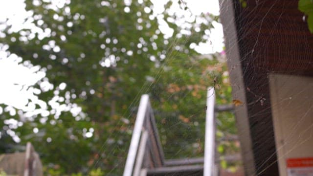 녹색 배경에 거미줄 위의 거미