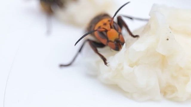 Wasps replenishing sugar on a white, shallow container