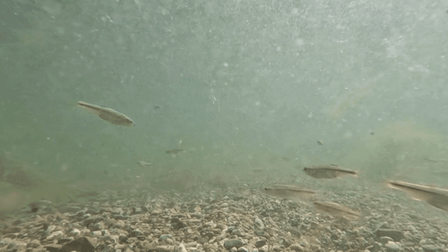 Small fish swimming in a clear river