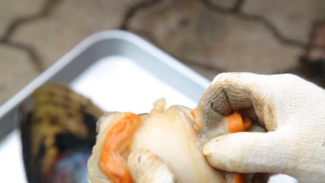 Gloved hands holding a fresh scallop of pen shell