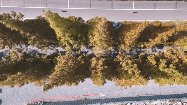 Aerial view of tree-lined road
