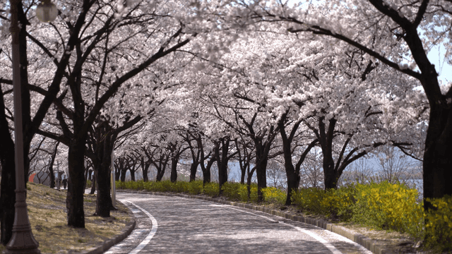 Cherry blossom trees lined up along road