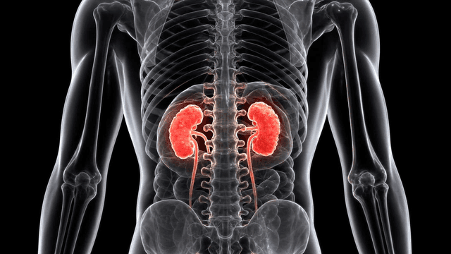 Transparent view of human kidneys