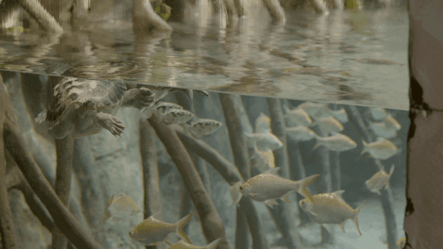 Turtle swimming with fish in aquarium