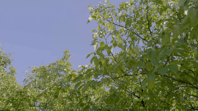 Green leaves under a clear blue sky