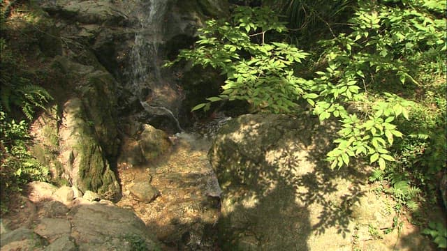 울창한 숲속의 고요한 계곡