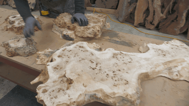 Woodworker handling large burl wood pieces