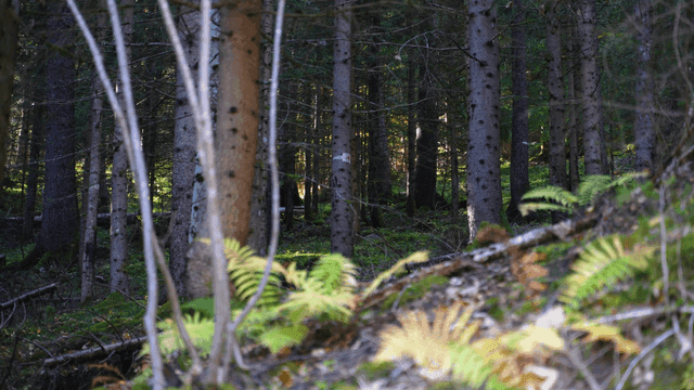 햇살이 비치는 고요한 숲