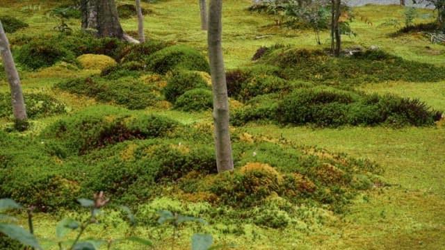 Green bushes and moss in the forest on a sunny day