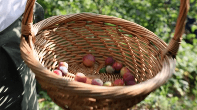 갓 수확한 자두가 담긴 바구니