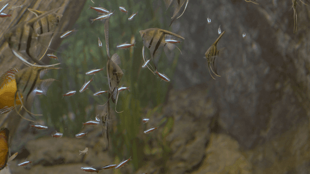 Various fish swimming in aquarium