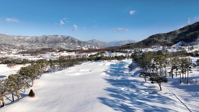 Snow-covered Pine Trees and Mountains