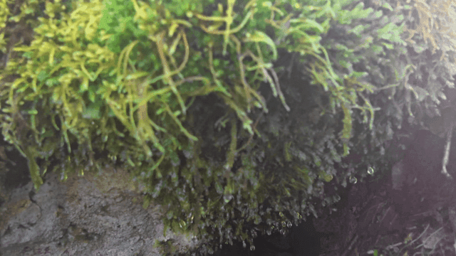 Moss and water droplets on a rock