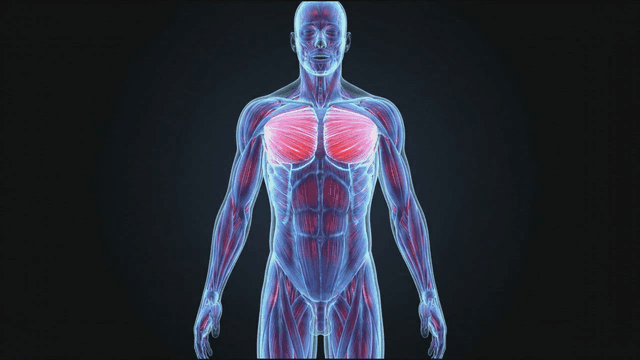 Shining chest human muscle illustration
