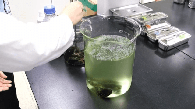 실험실에서 초록색을 띄는 액체에 홍합을 넣는 모습