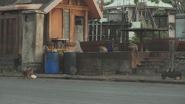 주택가 근처에서 먹이를 찾는 원숭이들