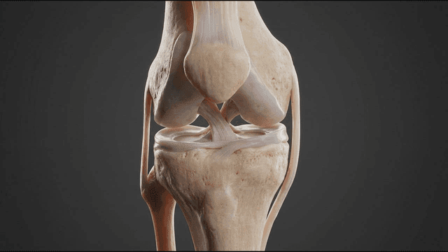 Detailed view of a human knee joint