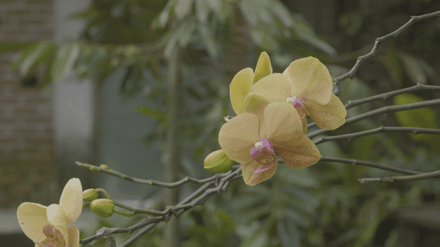 Yellow orchids blooming on a branch