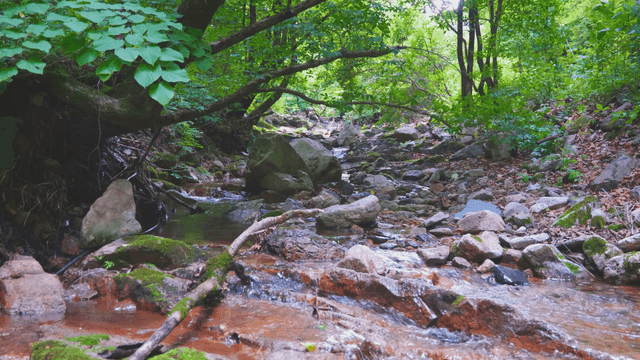바위 위로 흐르는 고요한 숲 속 계곡