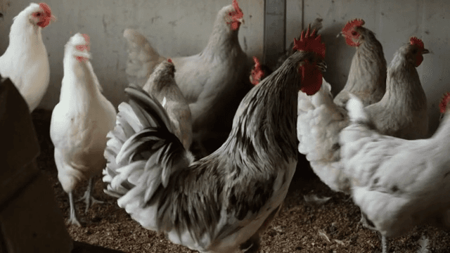 닭들이 모여 있는 닭장