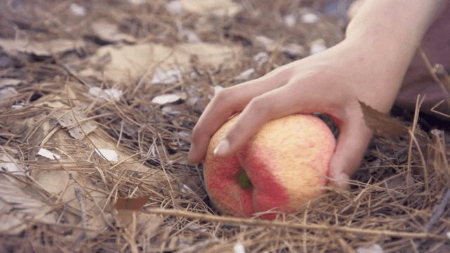 땅에서 복숭아를 집어드는 손