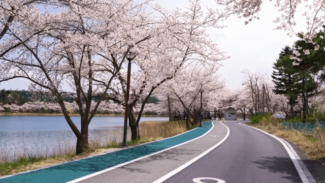 호숫가 도로를 따라 핀 벚꽃