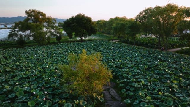 주변 나무가 있는 넓은 연꽃밭