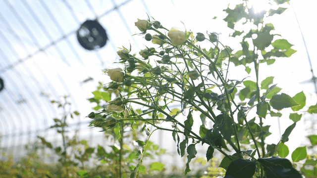 White roses under sunlight entering greenhouse
