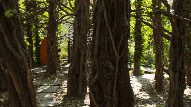 Quiet forest bathed in sunlight