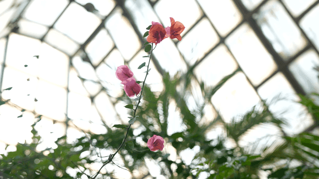 Colorful flowers in a greenhouse