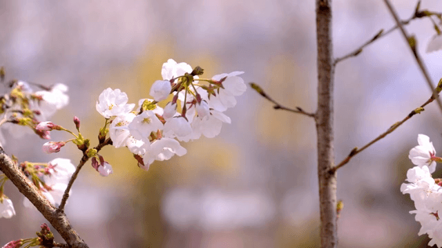 Cherry blossoms blooming on a branch