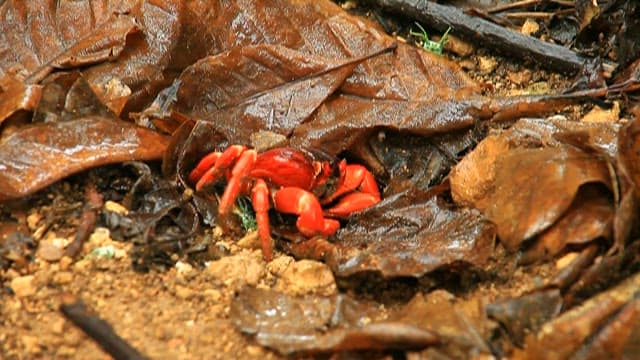 Red Crab amidst Wet Forest Leaves