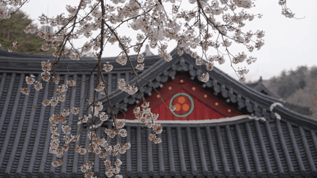 전통 한옥 근처의 벚꽃