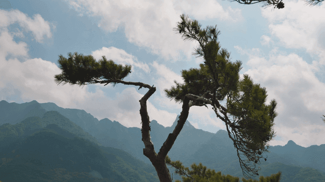 산을 배경으로 한 외로운 소나무