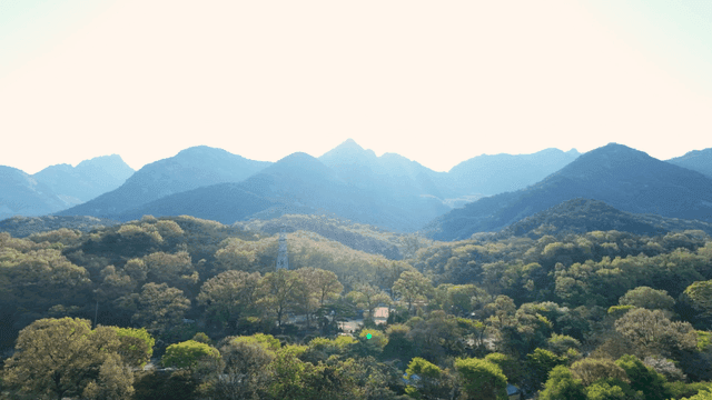 뜨거운 태양 아래 푸른 숲이 있는 산 풍경