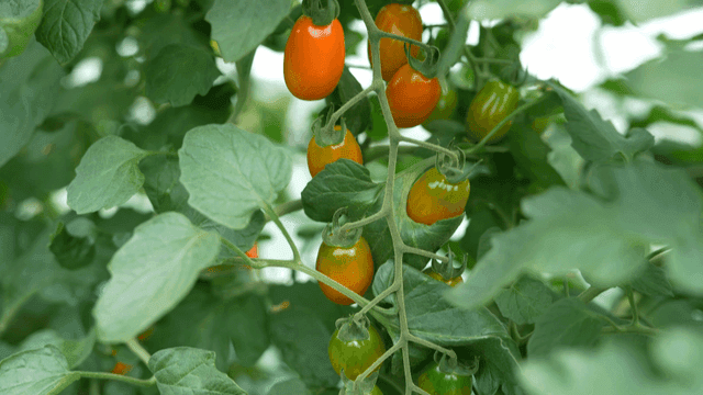 Ripening cherry tomatoes on vine