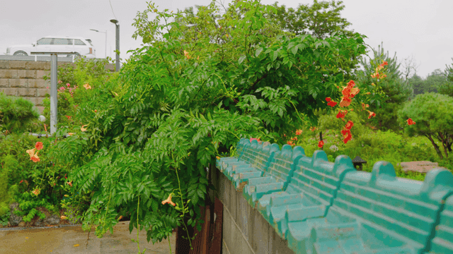Green tree with vibrant flowers on a rainy summer wall