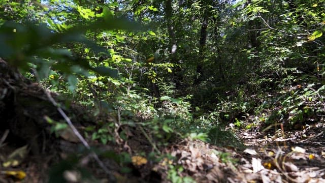 Sunny forest trail covered in lush foliage