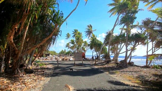 Coastal scene with tropical debris and signage