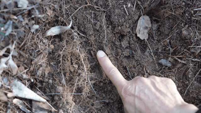 Hand pointing at soil on ground