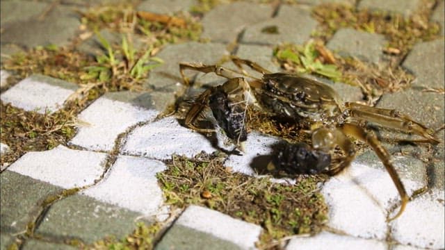 시멘트 바닥 위를 기어가는 게