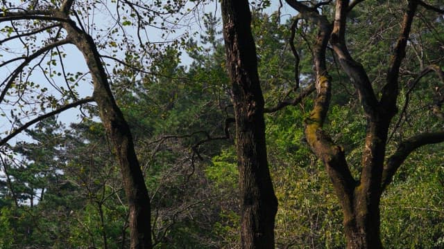 푸르른 나뭇잎과 울창한 숲의 고요한 장면