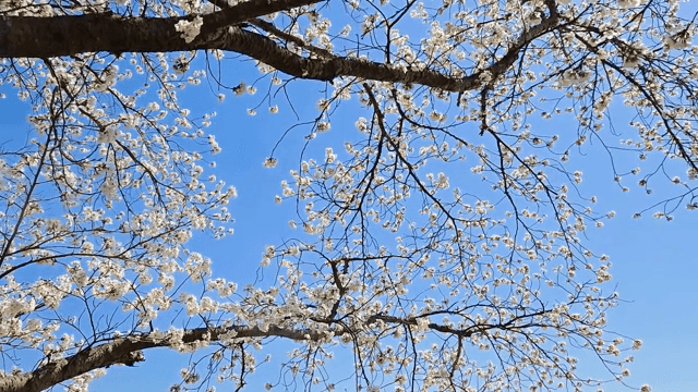 맑은 하늘 아래 핀 벚꽃