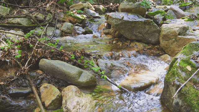 바위가 있는 고요한 숲 속 계곡