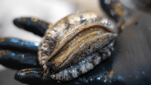 A fresh abalone held in a gloved hand